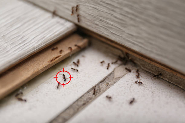 Best Best Pest Control Companies  in Waldo, FL