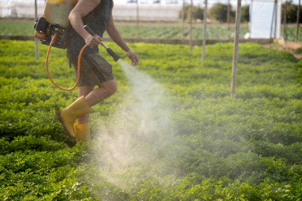 Wasp Removal Services in Waldo, FL