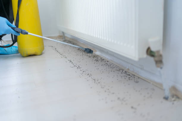 Best Spider Control Near Me  in Waldo, FL